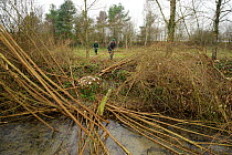 Staff and volunteers from The Wildwoood Trust improve water vole habitat on a stream in Kent by cutting trees to allow growth of bankside vegetation, East Malling, Kent, England, February 2011