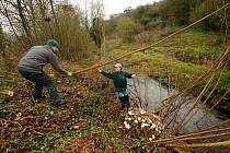 Staff and volunteers from The Wildwoood Trust cutting trees to improve water vole habitat on a stream and to allow growth of bankside vegetation, East Malling, Kent, England February 2011