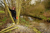 Volunteer from The Wildwoood Trust cutting trees to allow growth of bankside vegetation and to improve water vole habitat on a stream, East Malling, Kent England, February 2011