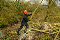 Volunteer from The Wildwoood Trust cutting trees to allow growth of bankside vegetation and to improve water vole habitat on a stream, East Malling, Kent England, February 2011