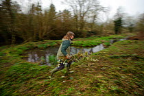 A member of staff from The Wildwoood Trust carrying branches as trees are cut to improve water vole habitat on a stream in Kent by allowing growth of bankside vegetation, East Malling, Kent England, F...