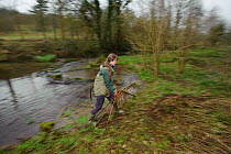 A member of staff from the Wildwoood Trust carrying branches as trees are cut to improve water vole habitat on a stream by allowing growth of bankside vegetation, East Malling, Kent England, February...