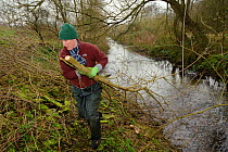 A volunteer from the Wildwood trust removes branches, as trees are cut down to improve water vole habitat on a stream and to allow growth of bankside vegetation, East Malling, Kent England, February 2...