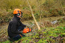 A volunteer from Wildwood trust cuts down tree to improve improve water vole habitat on a stream in Kent and to allow growth of bankside vegetation, East Malling, Kent England, February 2011