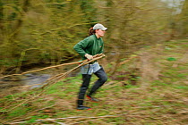 A member of staff from the Wildwoood Trust carries branches of trees cut down improve water vole habitat on a stream and to allow growth of bankside vegetation, East Malling, Kent England, February 20...