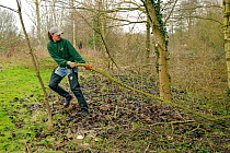 A member of staff from the Wildwoood Trust carries large branch of trees cut down improve water vole habitat on a stream and to allow growth of bankside vegetation, East Malling, Kent England, Februar...