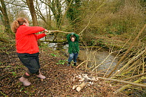 Staff and a volunteer from The Wildwoood Trust moving large branches of trees cut down to improve water vole habitat on a stream and to allow growth of bankside vegetation. East Malling, Kent England,...