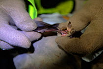 Natterer's bat (Myotis nattereri) held in the hand of a researcher, Kent, UK, September 2010