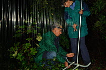 Members of the Kent Bat Group set harp traps to catch swarming bats. Kent, UK, September 2010, Model released.