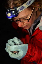 Researcher looking at a Myotis bat probably a Daubenton's bat (Myotis daubentoni), near Faversham, Kent, UK, September 2010
