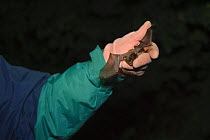 Myotis bat probably a Daubenton's bat (Myotis daubentoni) held in the hand of a researcher, near Faversham, Kent, UK, September 2010
