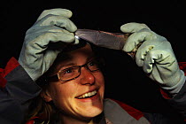 Researchers inspecting wing of a Myotis bat, probably a Daubentons bat (Myotis daubentoni) near Faversham, Kent, UK, September 2010