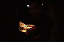 Myotis bat, probably Daubenton's bat (Myotis daubentoni) held in the hand of a researcher, Kent, UK, September 2010