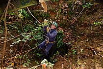 Kent Bat Group member descending into a denehole or chalk cave to survey hibernating bats, near Faversham, Kent, UK, January 2011. Model released.