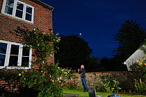 Man watching a brown long-eared bat (Plecotus auritus) emerge from a house roof. Kent, UK, June 2011. Model released