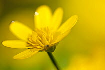 Lesser celandine (Ranunculus ficaria) in flower, Cornwall, England, UK, March. Did you know? William Wordsworth wrote three poems about Lesser celandines.