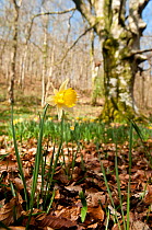Wild daffodil (Narcissus pseudonarcissus) in flower, Dunsdon Wood Devon Wildlife Trust Reserve, Dartmoor National Park, Devon, England, UK, March.