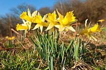 Wild daffodils (Narcissus pseudonarcissus) flowering on edge of woodland, Dunsdon Wood Devon Wildlife Trust Reserve, Dartmoor National Park, Devon, England, UK, March.