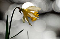 Wild daffodil (Narcissus pseudonarcissus) in flower,  Dunsdon Wood Devon Wildlife Trust Reserve, Dartmoor National Park, Devon, England, UK, March.