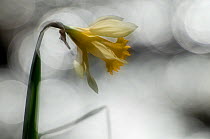 Wild daffodil (Narcissus pseudonarcissus) in flower, close-up, Dunsdon Wood Devon Wildlife Trust Reserve, Dartmoor National Park, Devon, England, UK, March.