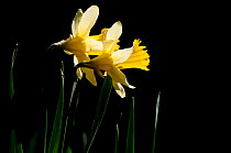 Wild daffodils (Narcissus pseudonarcissus) in flower, backlit, Dunsdon Wood Devon Wildlife Trust Reserve, Dartmoor National Park, Devon, England, UK, March.