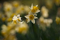 Small group of flowering Wild daffodils (Narcissus pseudonarcissus), with out of focus flowers in the background, Dunsdon Wood Devon Wildlife Trust Reserve, Dartmoor National Park, Devon, England, UK,...