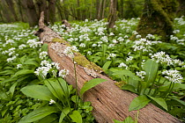 Wild garlic / Ramsons (Allium ursinum) flowering in woodland, Cornwall, England, UK, May. Did you know?  Wild garlic is an ancient woodland indicator species.