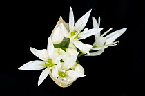 Wild garlic / Ramsons (Allium ursinum) flowers, controlled conditions, Cornwall, England, UK, May.