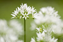 RF- Wild garlic / Ramsons (Allium ursinum) flowering in woodland, Cornwall, England, UK, May. (This image may be licensed either as rights managed or royalty free.)