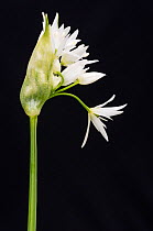 Wild garlic / Ramsons (Allium ursinum) in flower, controlled conditions, Cornwall, England, UK, May.