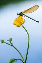 RF- Bannded demoiselle (Calopteryx splendens), resting on buttercup, Lower Tamar Lakes, Cornwall/Devon border, UK. May. (This image may be licensed either as rights managed or royalty free.)