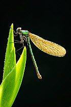 Bannded demoiselle (Calopteryx splendens) covered in dew, resting on reed, Lower Tamar Lakes, Cornwall/Devon border, UK. May