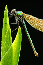 RF- Banded demoiselle (Calopteryx splendens), resting on dew covered reed, Lower Tamar Lakes, Cornwall/Devon border, UK. May. (This image may be licensed either as rights managed or royalty free.)