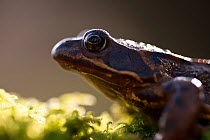 Common frog {Rana temporaria}, backlit portrait, Cornwall, UK. January 2012.