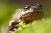 Common frog (Rana temporaria) portrait, among moss, Cornwall, UK. January