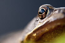 Common frog (Rana temporaria) portrait, close-up of eye, Cornwall, UK. January. Did you know? Female Common frogs can lay up to 2000 eggs.