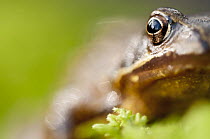 RF- Common frog (Rana temporaria) portrait, Cornwall, UK, January. (This image may be licensed either as rights managed or royalty free.)