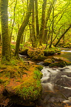 Golitha Falls, River Fowey flowing through wooded valley with moss covered trees, Nr St Cleer, Cornwall, UK, May 2012
