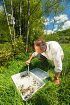 Volunteer for the Rivers Exe Projectinspecting an invertebrate kick sample in the River Exe to check water quality, Winsford, Exmoor National Park, Somerset, UK. May 2012. Model released.