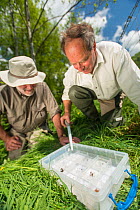Volunteers for the Rivers Exe Project doing an invertebrate kick sample in the River Exe to check water quality, Winsford, Exmoor National Park, Somerset, UK. May 2012. Model released.