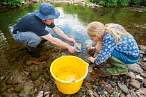 School child releasing salmon fry in the River Haddeo, with Westcountry Rivers Trust (WRT) warden. Bury, Exmoor National Park, Somerset, UK. May 2012.