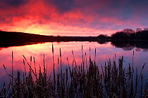 Lower Tamar Lake, at sunrise, reflections and reeds, north Cornwall/Devon border, UK. January