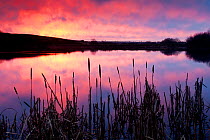 Lower Tamar Lake, colopurful sunrise, reflections and reeds, North Cornwall / Devon border, UK. January 2012.