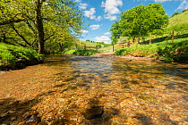 River Exe, near Winsford, showing river correctly fenced to stop cattle from polluting the river, or eroding the river banks. Healthy example of river habitat. Exmoor National Park, Somerset, UK. May...