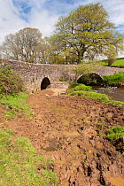 Poorly maintained river banks, eroded by cattle, muddy and polluting water, River Ottery, North Petherwin, Launceston, Cornwall, UK. April 2012.