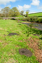 Poorly maintained river banks, eroded by cattle, muddy and the polluting water, with cow pats on the river bank, River Ottery, North Petherwin, Launceston, Cornwall, UK. April 2012.