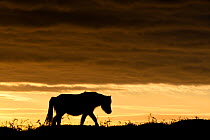 Silhouetted Dartmoor pony (Equus caballus) at sunrise, Combestone Tor, Dartmoor National Park, Devon, England, UK, January. Did you know? Fossilised hoofprints show domestic ponies have been present i...