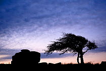 Silhouette or wind-shaped Hawthorn tree (Crataegus monogyna) and granite outcrop near Saddle Tor, Dartmoor National Park, Devon, England, UK, January 2011.