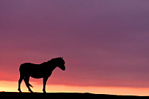 Silhouetted Dartmoor pony (Equus caballus) at sunrise, Combestone Tor, Dartmoor National Park, Devon, England, UK, January. Did you know? Pony footprints have been found on Dartmoor dating back 3500 y...