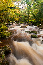 RF- River Plym flowing through Dewerstone Wood, Shaugh Prior, Dartmoor National Park, Devon, England, UK, October 2011. (This image may be licensed either as rights managed or royalty free.)